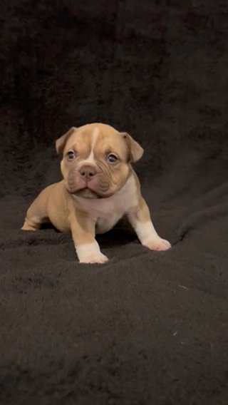 Bully Females Extra Tuff Daughter in Phoenix, Arizona