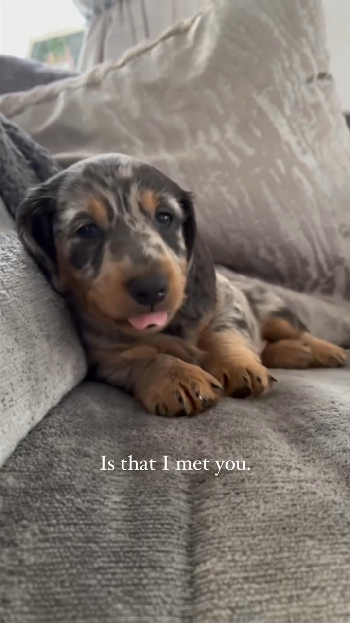 Dachshund puppies for sell in Washington, District of Columbia