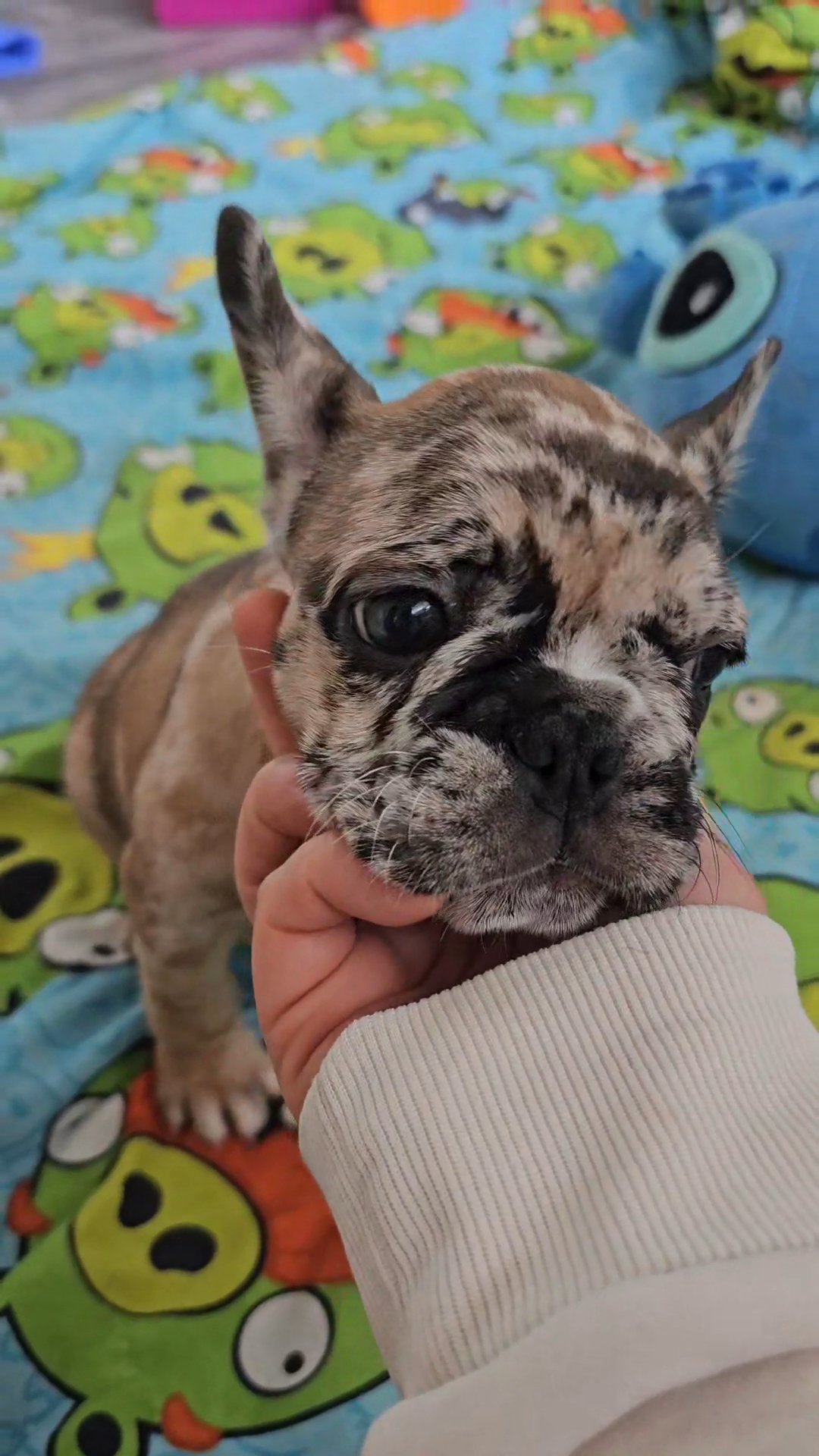 French Bulldog Puppy in Yucaipa, California