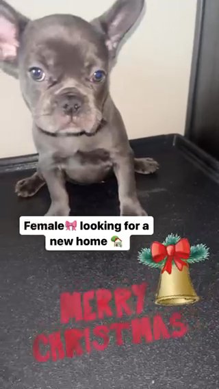 Female Frenchie in Dallas, Texas