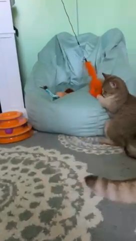 Leon plays with his girlfriend in San Angelo, Texas