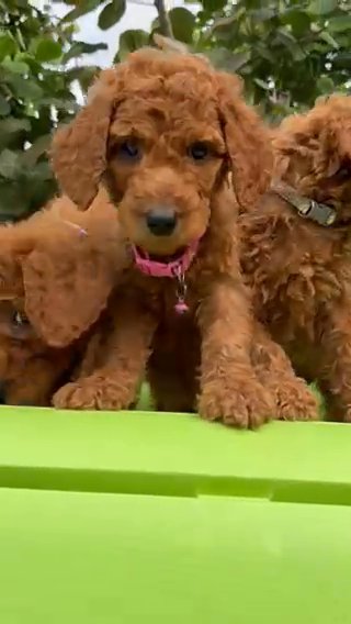 AKC Red standard poodles, ready to go home in Fort Myers, Florida