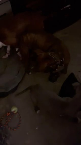 9 Month Old American Staffordshire terrier Rehome in Stonecrest, Georgia