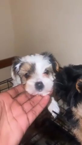 Yoirkie need a Happy home in Boston, Massachusetts