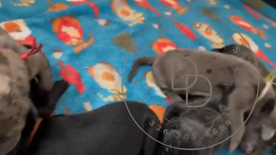 Elfie Reverse Brindle Male Great Dane in Lexington, North Carolina