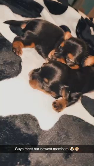 Yorkie Puppies in Gilroy, California