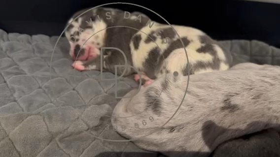 Cupid Blue Harlequin Female Great Dane in Lexington, North Carolina