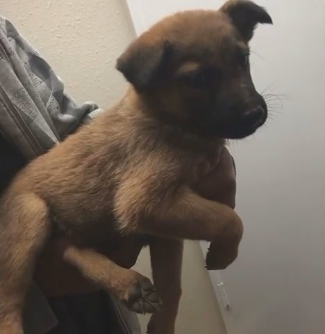Puppies in Palmdale, California