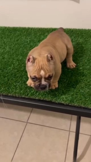 Bully Male (Extra Tuff Son) in Phoenix, Arizona