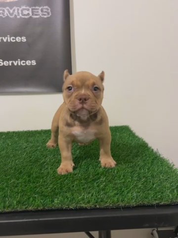 Female Puppy (Extra Tuff Daughter) in Phoenix, Arizona