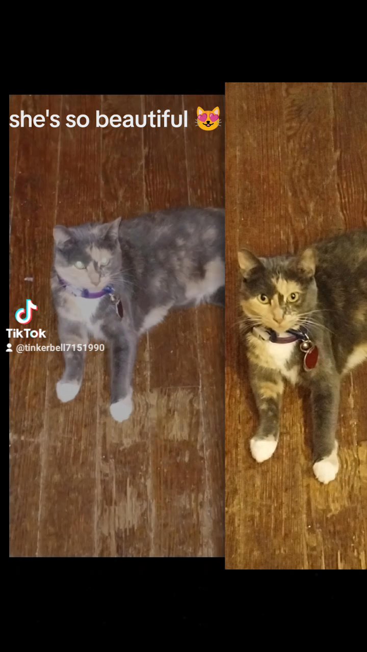 female calico cat in Canton, Ohio