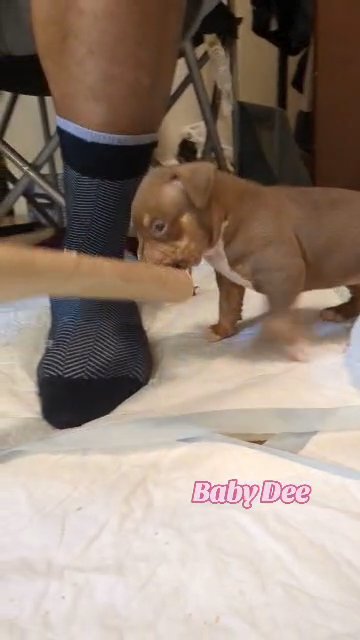 Baby Dee pocket bully in Jacksonville, Florida