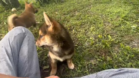 Shiba Inu Puppies in Merritt Island, Florida