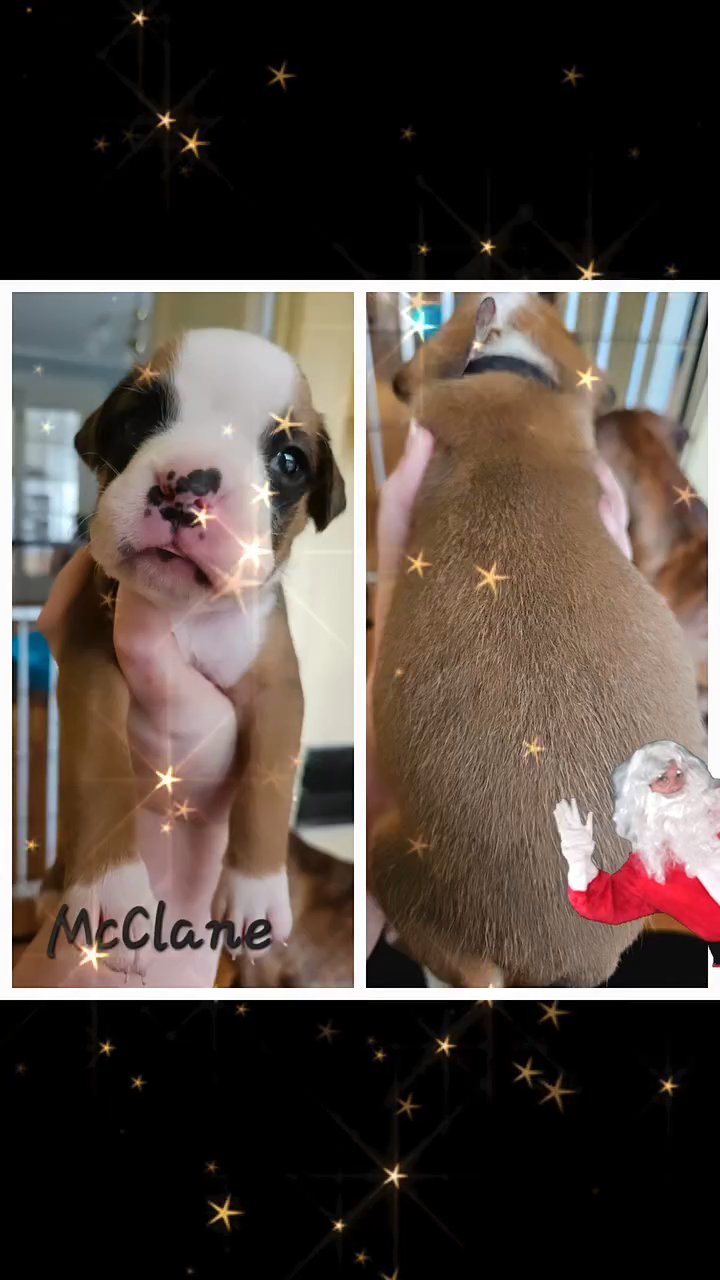 "Waverly" AKC Boxer in Syracuse, New York