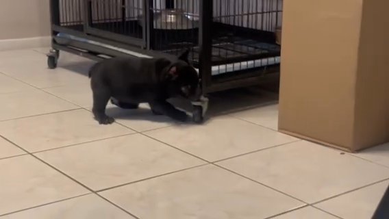 Frenchie Fluffy Carrier in Riverside, California