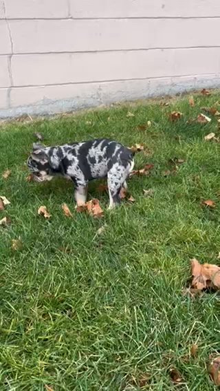 Frenchie Boy Pup in Euclid, Ohio
