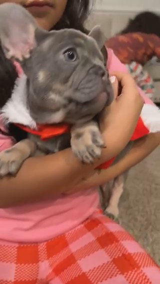Male French Bulldog in Phoenix, Arizona