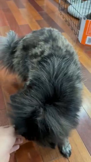 Pepper in Philadelphia, Pennsylvania