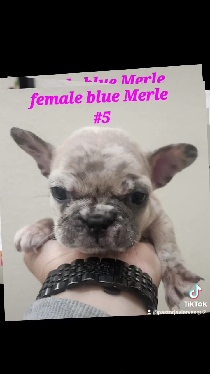 blue Merles in Victorville, California