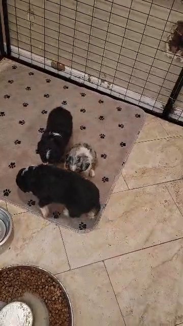 ?Indigo blue eyed tri color Aussie ? in Phoenix, Arizona