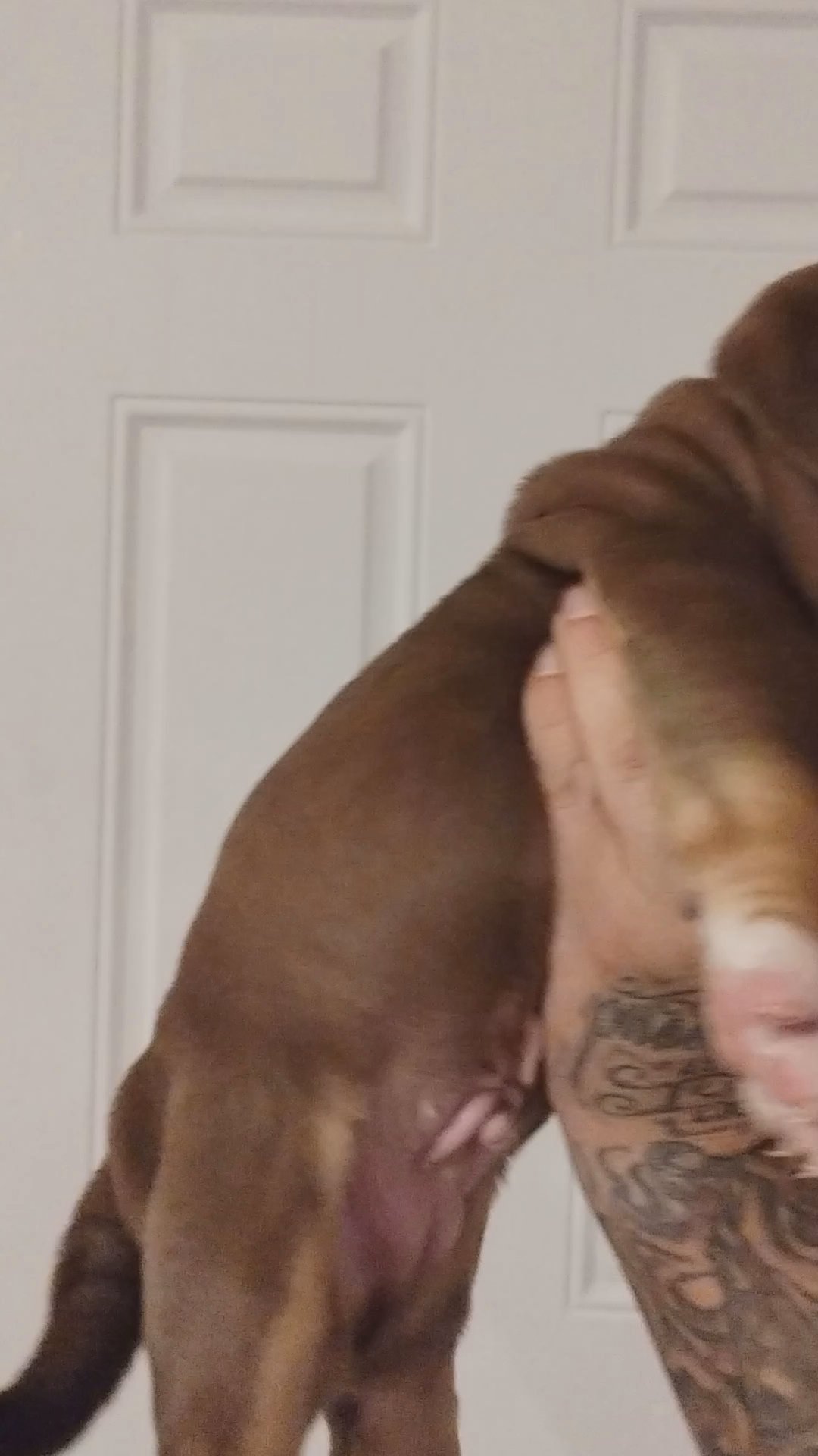 American bully in Chicago, Illinois