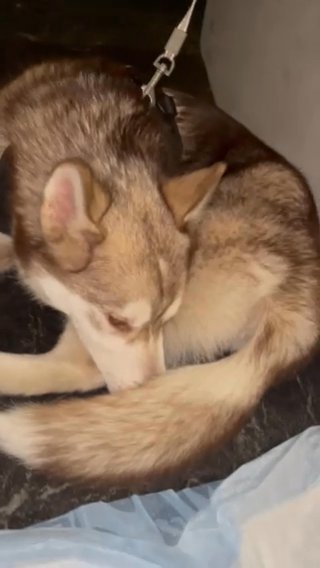 Husky 6 Month Female in New York City, New York