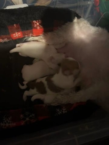 Teddy Bear Puppies in New York City, New York