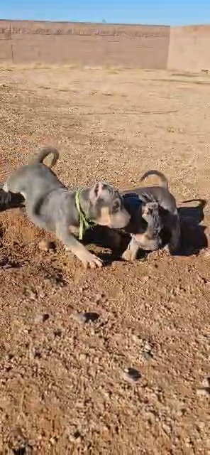 American Bully pups in Tucson, Arizona