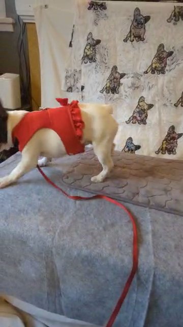 French bulldog in Spokane, Washington