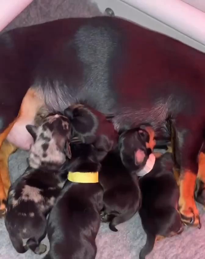 Dachshund puppies for sell near me in Houston, Texas