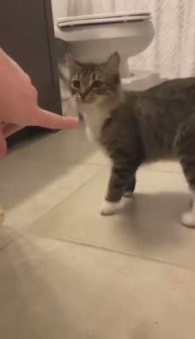 Adorable ☺️ Tabby Is Available For Adoption! in Houston, Texas