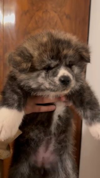 Kisa Jr. Red Brindle Female Japanese Akita Inu in Fayetteville, Arkansas