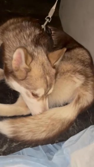 Female Husky For Sale!! in New York City, New York