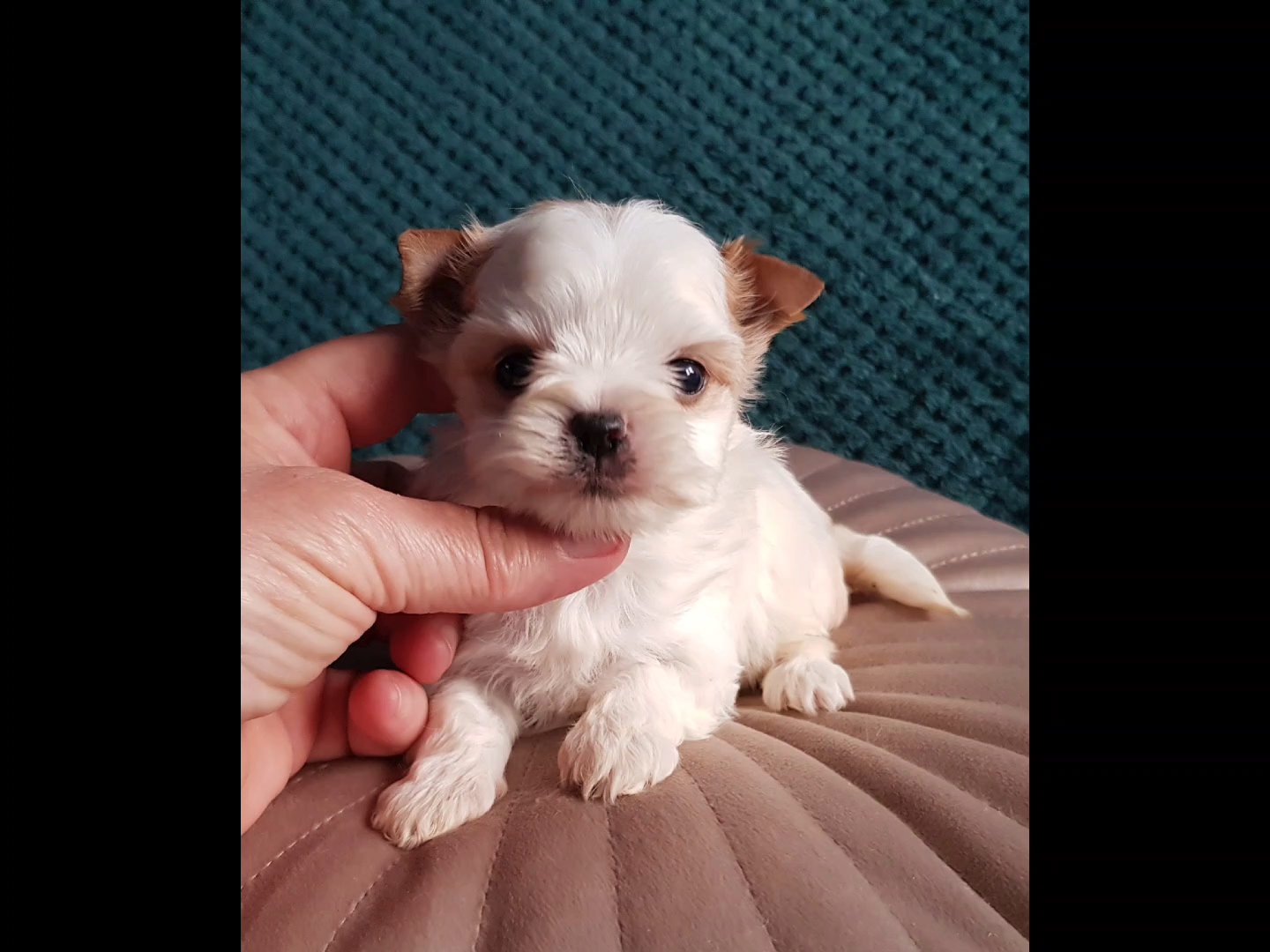 Tiny Maya in Chicago, Illinois