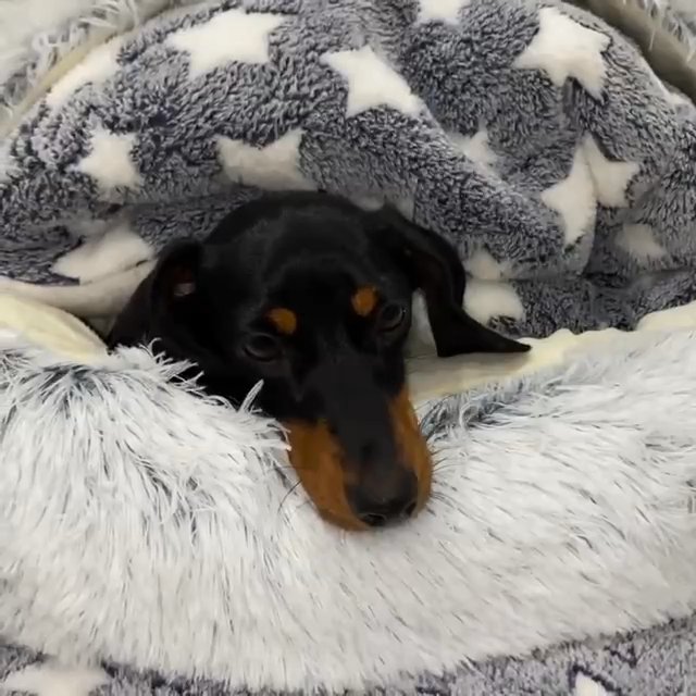 Dachshund puppies around me in Houston, Texas