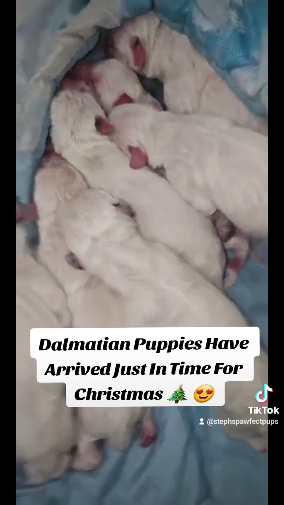 Dalmatian Puppies in Englewood, Colorado