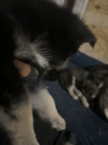 Husky German Shepherd Mix Pup in Douglasville, Georgia