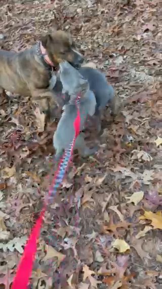 Playful Am-Staff Puppy For Rehome in Decatur, Georgia