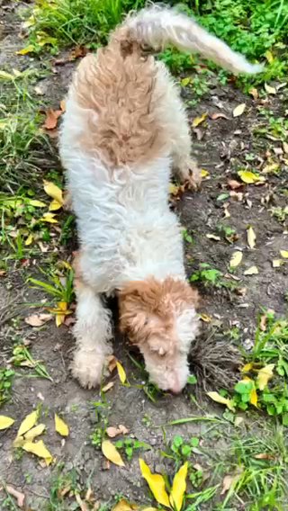 Standard Poodles in San Antonio, Texas