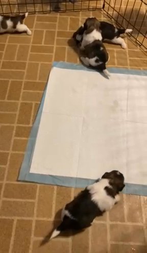 Shih tzu in Tulsa, Oklahoma