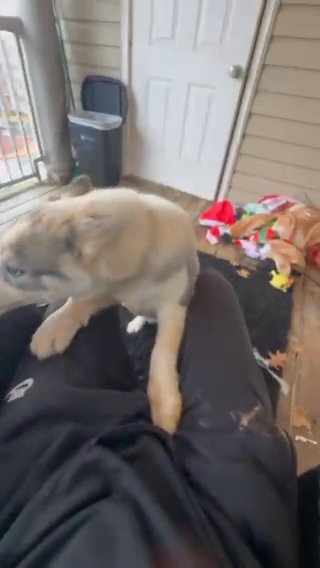 Siberian Husky in Buford, Georgia