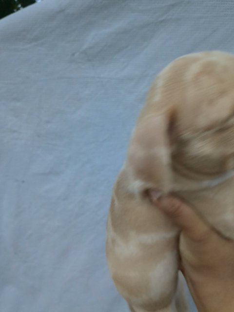 Picasso puppy in Jacksonville, Florida