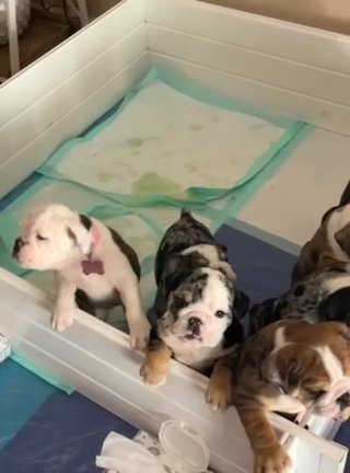English Bulldogs Available!? in Jacksonville, Florida