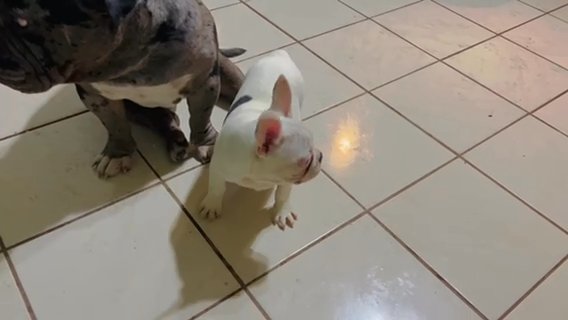 FRENCHIE MALE $800 in Homestead, Florida