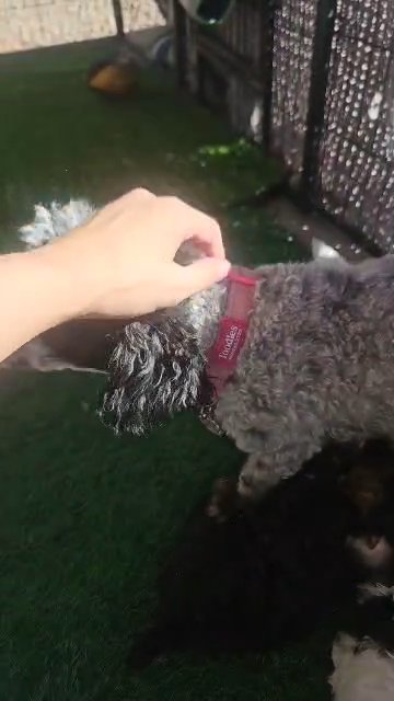 Lucy, Toy Poodle in Coolidge, Arizona