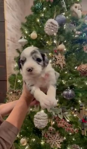Standard F1B Sheepadoodle in Columbus, Ohio