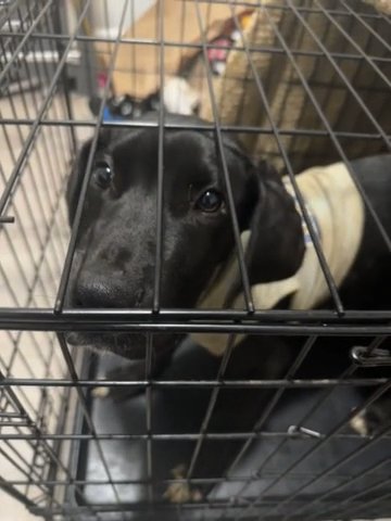 Rehome in Rome, Georgia