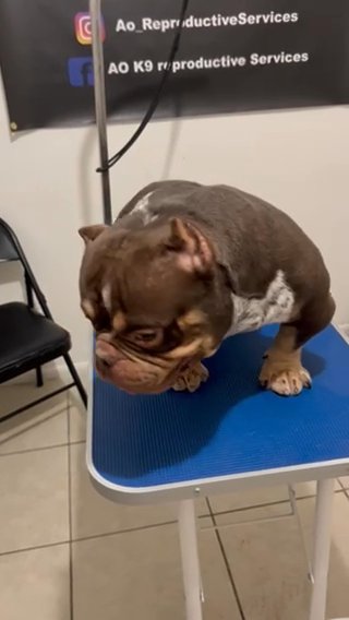 (Extra Tuff) American Bully in Phoenix, Arizona