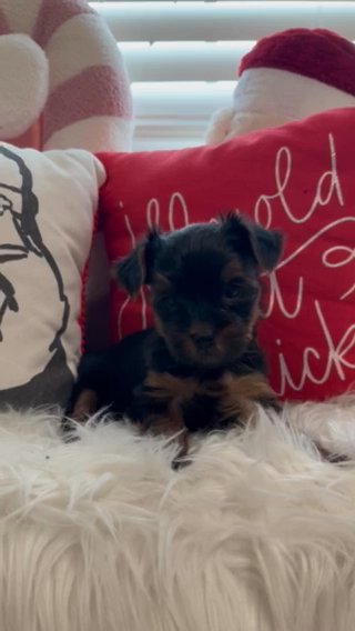 Yorkie Puppy in San Bernardino, California
