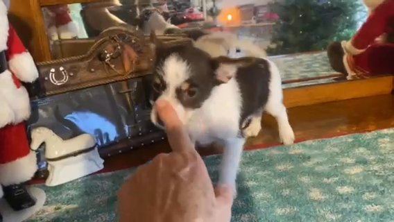 SOLD???Tiny Parti Chorkie Male in Archdale, North Carolina